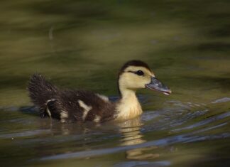 Jaki jest najsłodszy owoc na świecie?