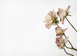 Czym przykleić liście do zielnika? Czym przykleić liście do zielnika?