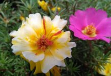 Kiedy nie można jeść kalafiora?