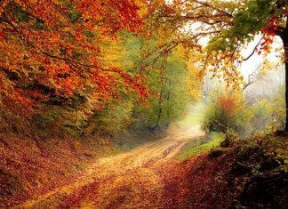 O jakiej porze dnia najlepiej zbierać zioła? O jakiej porze dnia najlepiej zbierać zioła?