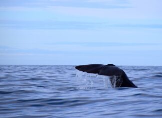 Jaką grubość materaca nawierzchniowego? Jaką grubość materaca nawierzchniowego?