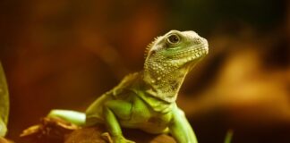 Jak długo żyje agama?