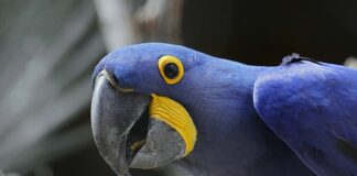 Jaka jest największa żaba na świecie?