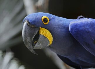 Jaka jest największa żaba na świecie? Jaka jest największa żaba na świecie?