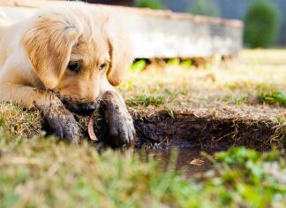 Czy można trzymać szczeniaka w klatce?