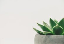 Jaka tylką do dekoracji tortu?