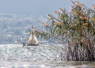 Jak wygląda wysypka przy pasożytach?