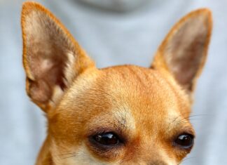 Czy chihuahua lubi ciepło? Czy chihuahua lubi ciepło?