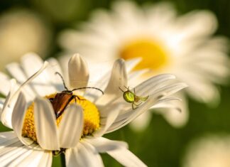 Czy bać się pająków? Czy bać się pająków?