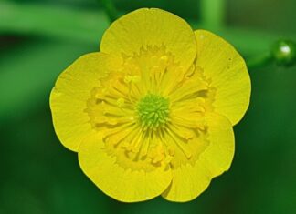 Jak długo żyje patyczak?