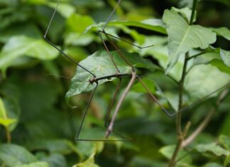 Co zrobić z nadmiarem patyczaków? Co zrobić z nadmiarem patyczaków?