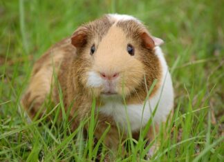 Co lepsze świnka morska czy królik miniaturka?