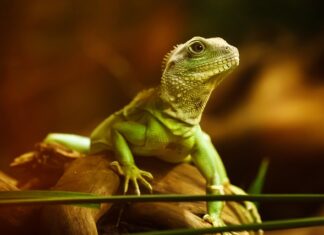 Dlaczego agama kiwa głową? Dlaczego agama kiwa głową?