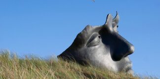 Jak uspokoić kota w transporterze? Jak uspokoić kota w transporterze?