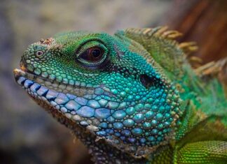 Ile lat żyje jaszczurka zwinka? Ile lat żyje jaszczurka zwinka?