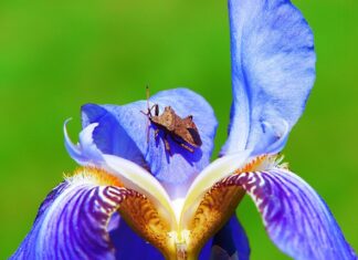 Ile żyje straszyk olbrzymi?
