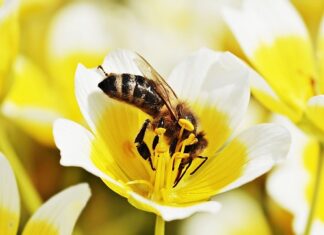 Ile kalorii ma jajecznica z 3 jajek i cebuli? Ile kalorii ma jajecznica z 3 jajek i cebuli?