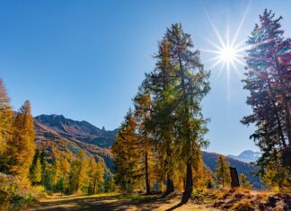 Jak uratować ściętą masę?