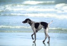 Czy moczyć drewno do wędzenia?