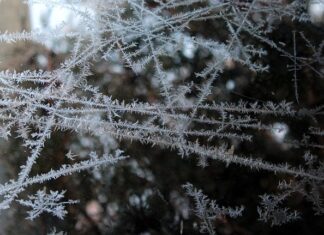 Czy można mrozić tempeh? Czy można mrozić tempeh?