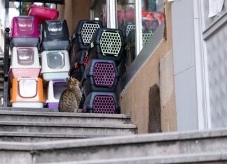 Jak dobrać transporter? Jak dobrać transporter?