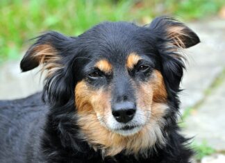 Czym usypia się kota?