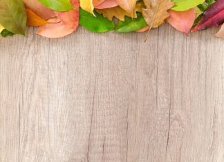 Czy na granicy sprawdzają paszport psa?