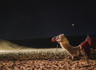 Jak podróżować z dużym psem?