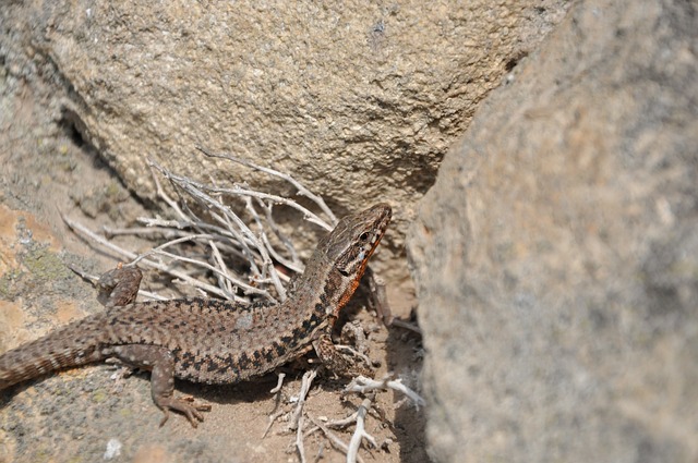 Jakiego gada wybrać do domu? Jakiego gada wybrać do domu?