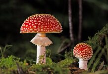 Czy można zatruć się grzybami jadalnymi?