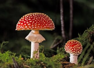 Czy można zatruć się grzybami jadalnymi?