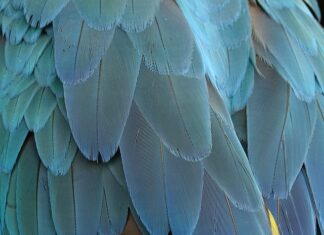 Czy ptasie mleczko jest za granicą?