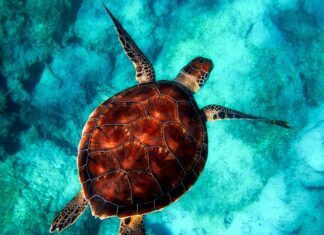 Jakie zwierzęta do terrarium?