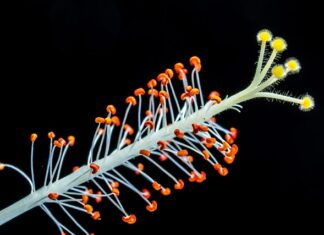 Z jakiego ptaka jest Ptasie Mleczko?