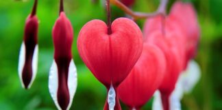 Czy suczka po pokryciu jeszcze krwawi? Czy suczka po pokryciu jeszcze krwawi?