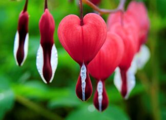 Czy suczka po pokryciu jeszcze krwawi? Czy suczka po pokryciu jeszcze krwawi?