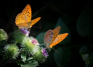 Co zrobić żeby masa cukrowa się błyszczała? Co zrobić żeby masa cukrowa się błyszczała?