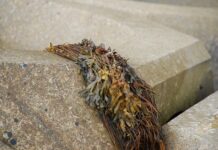 Czy gałęzatka żyje?