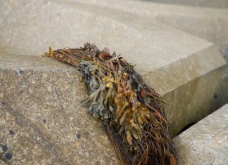 Czy gałęzatka żyje?