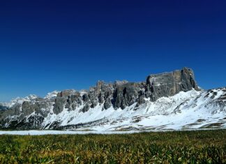 Kiedy sypać nawóz na truskawki?