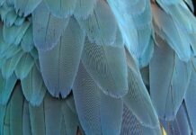 Czemu Ptasie Mleczko nazywa się ptasie?