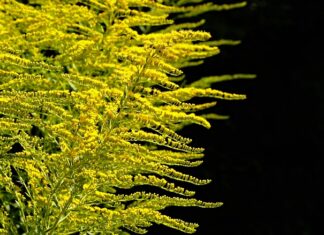 Kiedy najlepiej sadzić zioła w skrzynkach? Kiedy najlepiej sadzić zioła w skrzynkach?