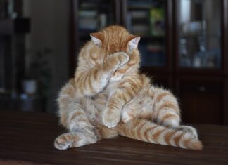 Czym zastąpić parówki? Czym zastąpić parówki?