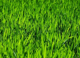 Czy sąsiad ma obowiązek koszenia trawy? Czy sąsiad ma obowiązek koszenia trawy?