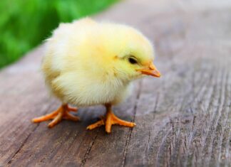 Czym zastąpić 100 gram kurczaka?