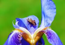 Jak rozróżnić samca od samicy Straszyka?