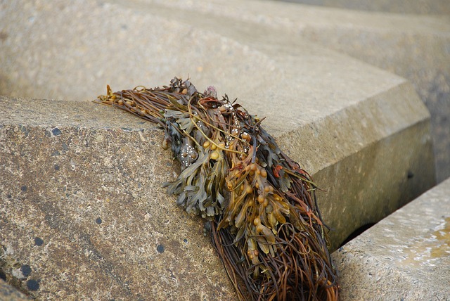 Czy gałęzatka jest szkodliwa? Czy gałęzatka jest szkodliwa?