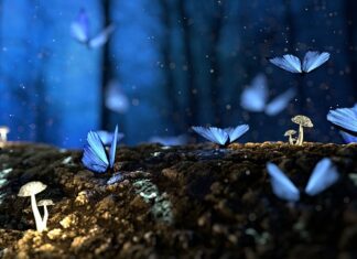 Ile kosztują grzyby na targu?