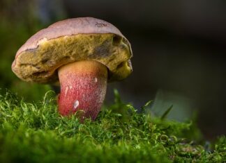 Ile kosztuje kilogram borowika szlachetnego?