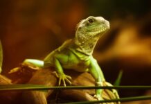 Jak długo agama może nie jeść?